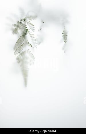 Blurred fern leaf in fog, out of focus. Natural abstract minimal background. Stock Photo