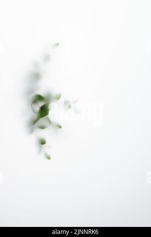 Blurred eucalyptus leaves in fog, out of focus. Natural abstract minimal background. Stock Photo