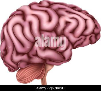 Human Brain Anatomy Medical Illustration Stock Vector