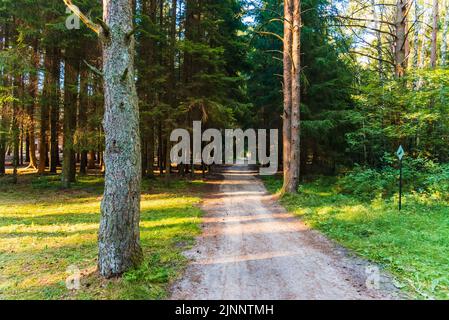 Empty path in the forest on sunny summer evening. Stock Photo