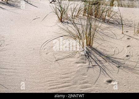 Sandy beach. Grass on the sea sand. Sea sand beach and grass. Stock Photo