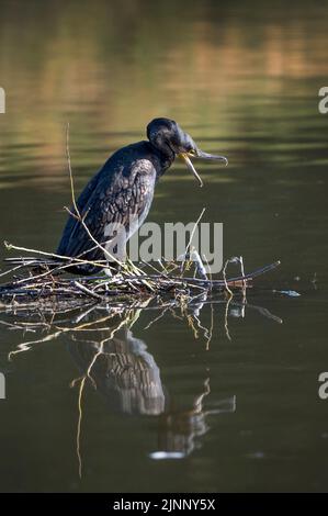 Cormorant ready for attack waiting for fish to swim by Stock Photo