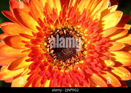 Gerbera 'Volcano' Stock Photo