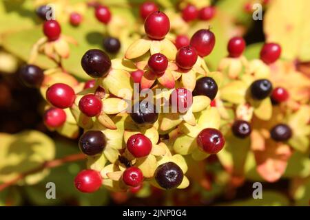 Autumnal Plant Berries - Ness Botanic Gardens Stock Photo