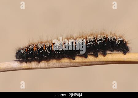 Early instar Fox Moth Macrothylacia rubi caterpillar Stock Photo