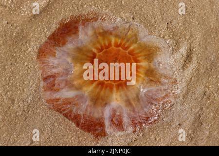 A Lion’s Mane Jellyfish, washed up on the shore of a Northumberland ...