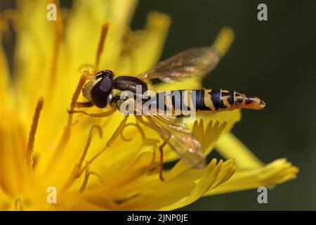 Long Hoverfly - Sphaerophoria scripta - male Stock Photo
