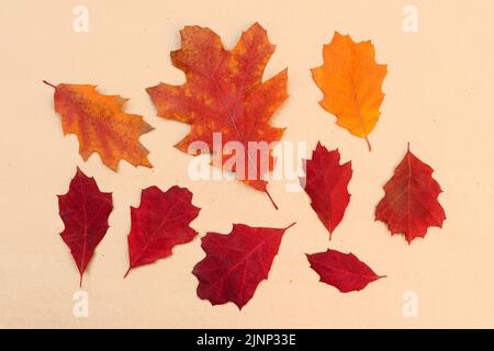 Bright autumn fallen leaves of red oak Stock Photo