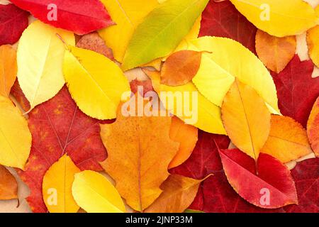 Background of bright multi-colored autumn fallen leaves Stock Photo
