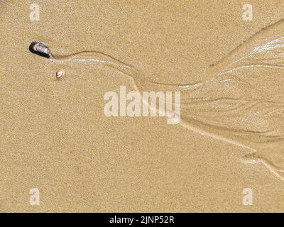 Julianadorp, Netherlands. July 2021. Close up of a shell and sand grains at the beach of Julianadorp. High quality photo Stock Photo