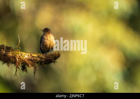 A clay-coloured thrush perched on a branch , Costa Rica Stock Photo