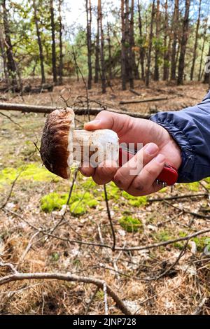 Forest mushroom in the hand. Picking of Boletus edulis in the autumn forest. Autumn vacation in nature. Stock Photo