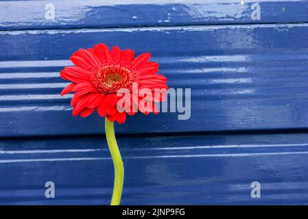 Red orange Gerbera flower, single stem against clean background Stock Photo
