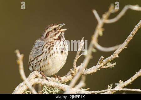 Song Sparrow (Melospiza molodia) singing Stock Photo