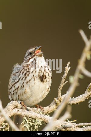 Song Sparrow (Melospiza molodia) singing Stock Photo