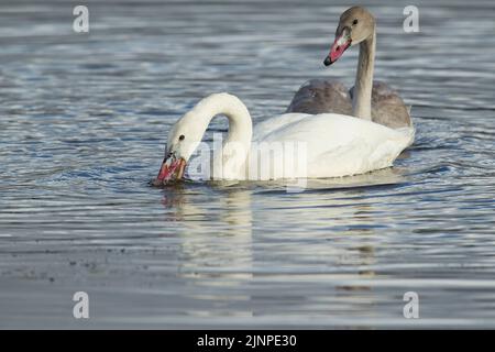 Trumpeter Swan (Cygnus buccinator), leucistic juvenile Stock Photo