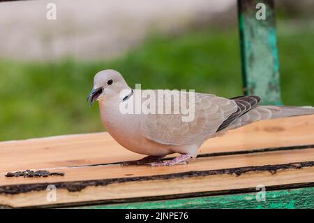 Closeup photo of an Eurasian collared dove (Streptopelia decaocto)  feeding on a bench Stock Photo