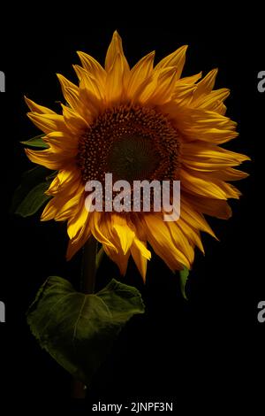 Blooming yellow sunflower close up on dark moody background Stock Photo