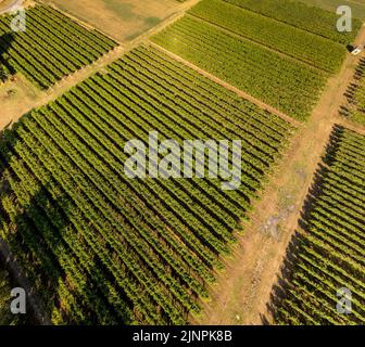 Vineyards in Italy, Aerial view of scenic vineyards in Italy, Beautiful rural landscape, cultivation of wine . Vine of grapes on a plantation Stock Photo