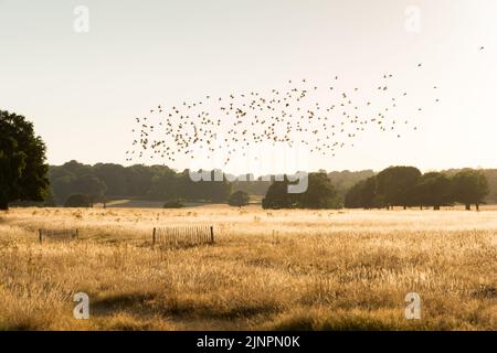 A murmuration of Common Starlings (Sturnus vulgaris) flying above a very scorched and bone dry Richmond Park, London, England, UK Stock Photo