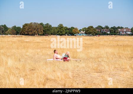 Wimbledon London, UK. 13 August 2022 . A man sunbathing dried brown grass on  Wimbledon Common . The Met Office has issued an amber extreme heat warning across England and Wales lasting for the rest of the week when temperatures are expected to rise above 30Celsius as the driest spell in England for 46 years continues and a drought has been officially declared by the Environment Agency.Credit. amer ghazzal/Alamy Live News Stock Photo