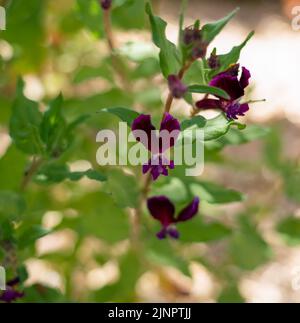 detailed close-up of a Cuphea viscosissima, also known as blue waxweed, clammy cuphea or tarweed Stock Photo