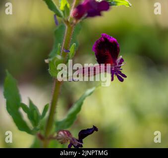 detailed close-up of a Cuphea viscosissima, also known as blue waxweed, clammy cuphea or tarweed Stock Photo