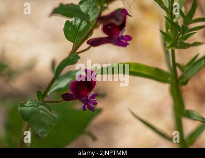 detailed close-up of a Cuphea viscosissima, also known as blue waxweed, clammy cuphea or tarweed Stock Photo