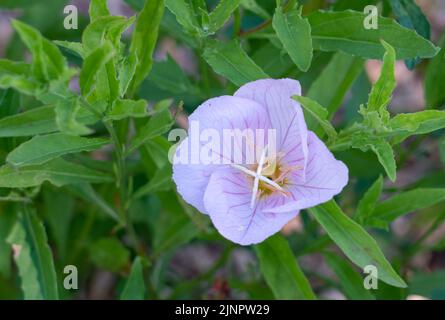 Oenothera speciosa evening primrose also known as pinkladies, pink evening primrose, showy evening primrose, Mexican primrose, amapola, and buttercup Stock Photo