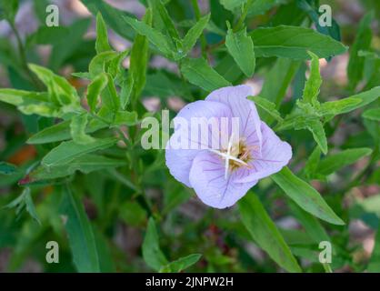 Oenothera speciosa evening primrose also known as pinkladies, pink evening primrose, showy evening primrose, Mexican primrose, amapola, and buttercup Stock Photo