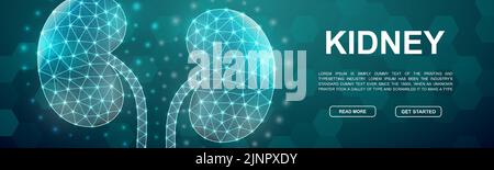 Kidneys 3d low poly symbol for head promotion banner. Urinary design template illustration. Horizontal polygonal Internal organ poster illustration Stock Vector