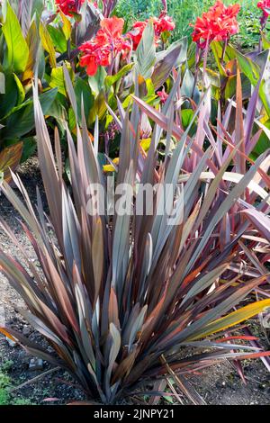 New Zealand Flax, Phormium tenax 'Dark Delight', Garden, Hardy, Perennial, Plant Stock Photo