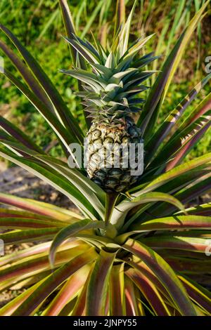 Kampot. Cambodia. Kampot Province. Around Kampot. Plantation, agro-tourism and production of Kampot pepper. Pineapple Stock Photo
