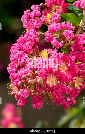 Flowering shrub, Lagerstroemia indica, Red Crepe Myrtle, Flowering, Crapemyrtle, Pink Flower Stock Photo