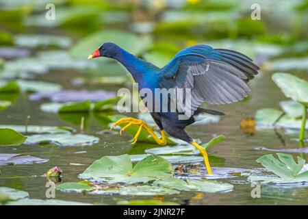 American Purple Gallinule (Porphyrio martinica). Everglades National Park, Florida, USA. Stock Photo