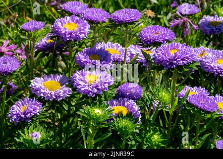 Flowers suitable for cutting China Aster, Blue, Callistephus chinensis, Annual, Flower bed, Garden, Chinese Aster Stock Photo