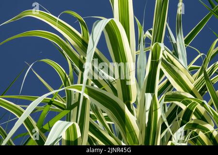 Arundo donax Variegata, Striped Giant Reed, Variegated, Leaves, Tall, Plant Stock Photo