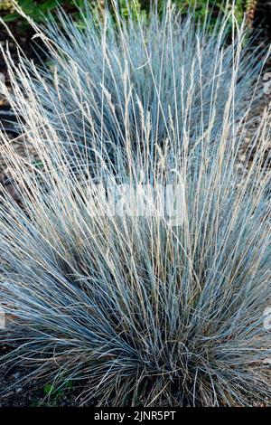 Festuca cinerea, Blauglut, Blue, Fescue, Garden, Grass, Clump Stock ...