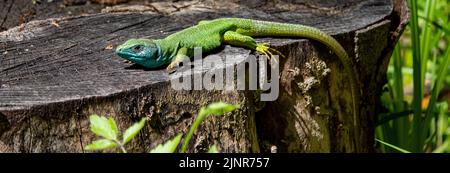 large green lizard on a tree close-up macro Stock Photo