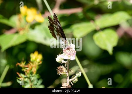 close-up of a Marbled White butterfly (Melanargia galathea) Stock Photo