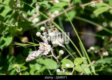 close-up of two Marbled White butterflies (Melanargia galathea) Stock Photo