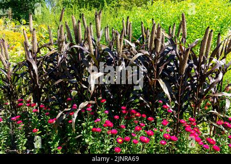 Pearl Millet plant, Pennisetum 'Purple Majesty' in garden August flower bed Stock Photo