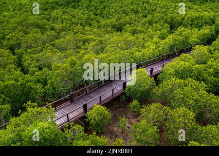Wooden bridge walkway in the middle of natural mangrove forest, Thailand Stock Photo