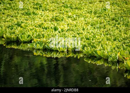 Water Hen Pond (mare a poule d'eau) invaded by water lettuce, Réunion Island, France Stock Photo