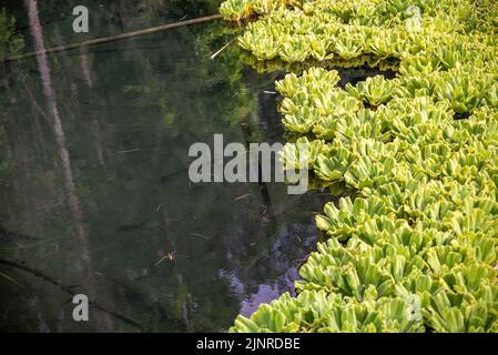 Water Hen Pond (mare a poule d'eau) invaded by water lettuce, Réunion Island, France Stock Photo