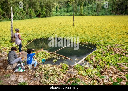 Local people trying to fish in Water Hen Pond (mare a poule d'eau) invaded by water lettuce, Réunion Island, France Stock Photo