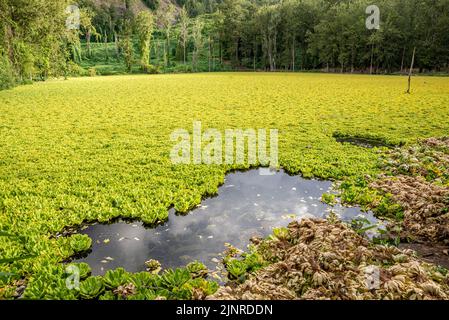 Water Hen Pond (mare a poule d'eau) invaded by water lettuce, Réunion Island, France Stock Photo