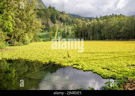 Water Hen Pond (mare a poule d'eau) invaded by water lettuce, Réunion Island, France Stock Photo