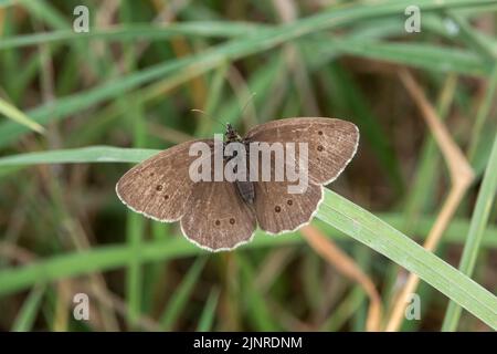 detailed close-up of a Ringlet butterfly (Aphantopus hyperantus) Stock Photo