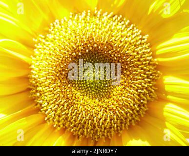 Sunflower Head in Bloom in Northern California. Stock Photo